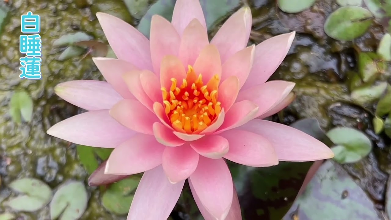 悠然自在行腳誌︰奼紫嫣紅 綠意盎然 (9) #荷花 #蓮花 #睡蓮 #紫薇 #蜘蛛百合 #緬梔 #寶塔龍船花 #三色菫 #沙漠玫瑰 #巴西鐵樹 #beautiful flowers