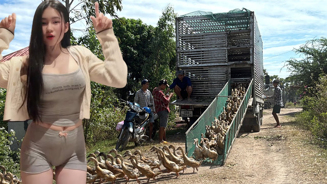 Full Video: Giant Trucks Move Thousands of Ducks Daily—The Hidden Engine of Rural Vietnam Farming