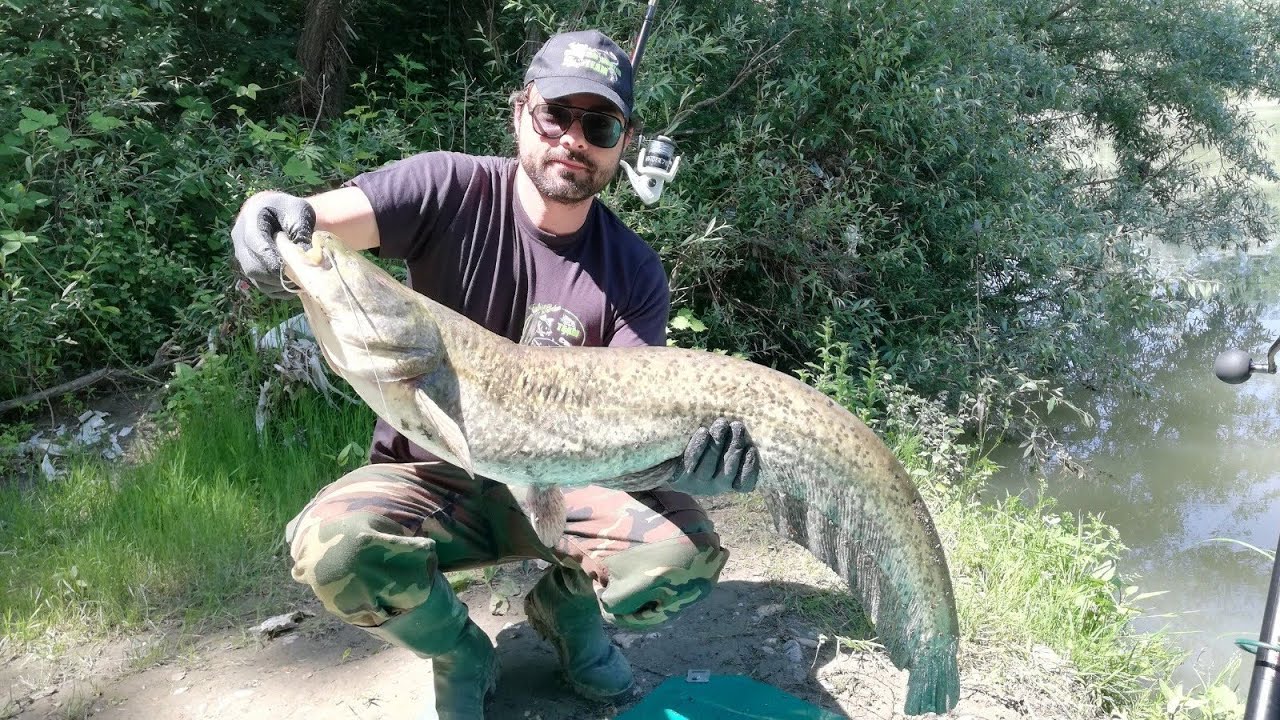 @MONSTERHUNTER_by_G.Amoriello pesca al siluro con boa libera ed innesco carassio  Gianluca Amoriello