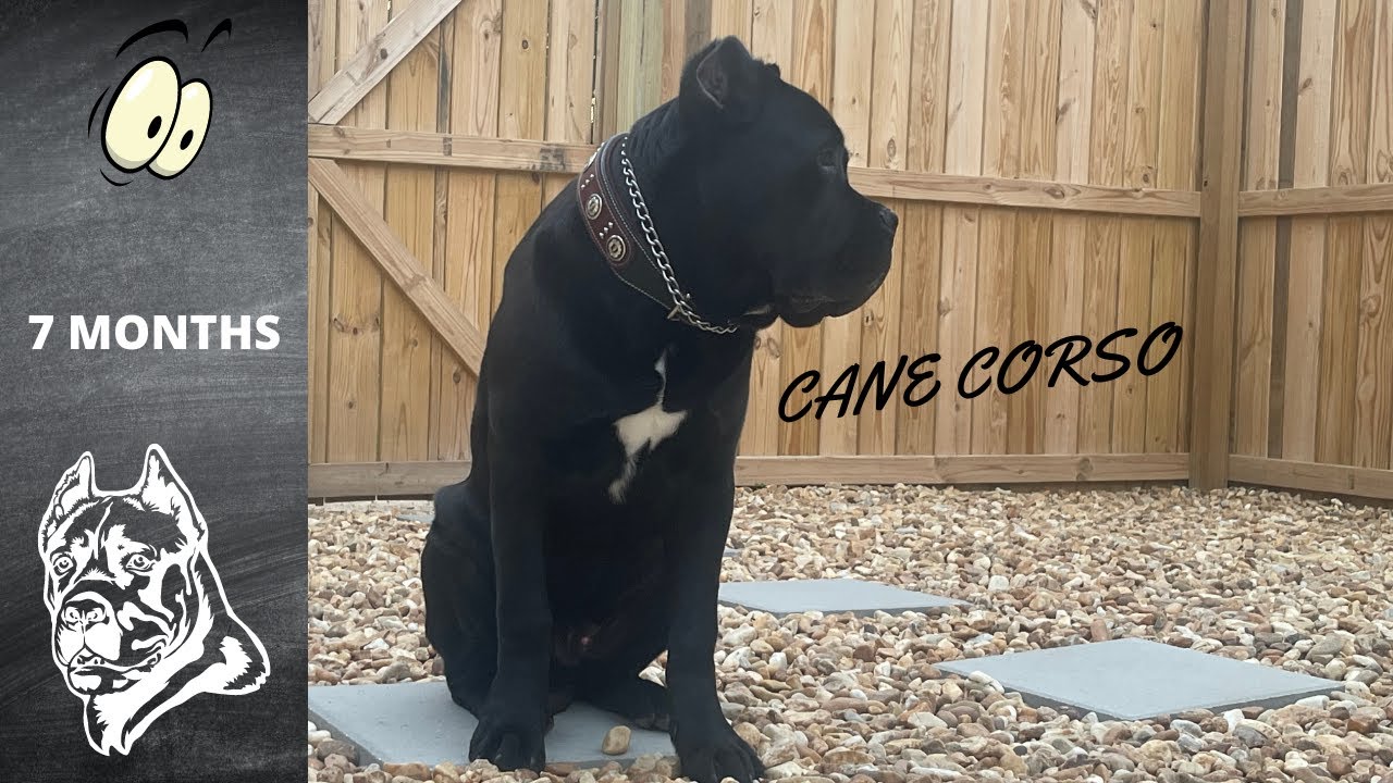 BEAUTIFUL MAJESTIC BLACK CANE CORSO