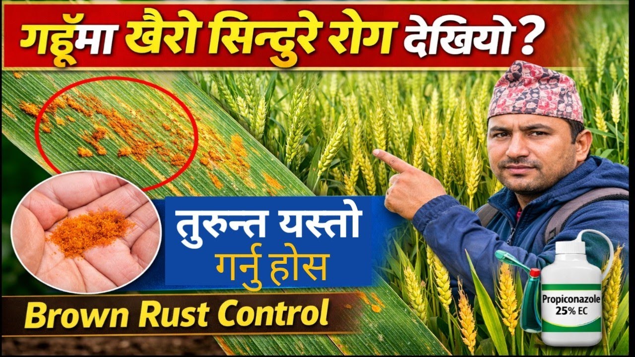 गहुँमा खैरो सिन्दुरे रोग देखियो? तुरुन्त यस्तो गर्नुहोस् | Brown Rust Control 