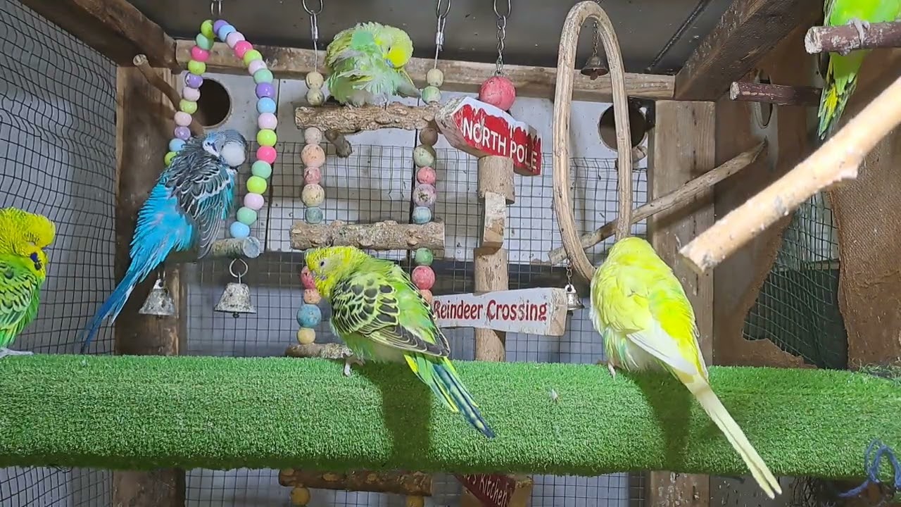 Parrots – Natural Instincts