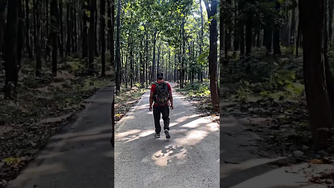 #solotrek #travel #shortvideo #intothewoods
