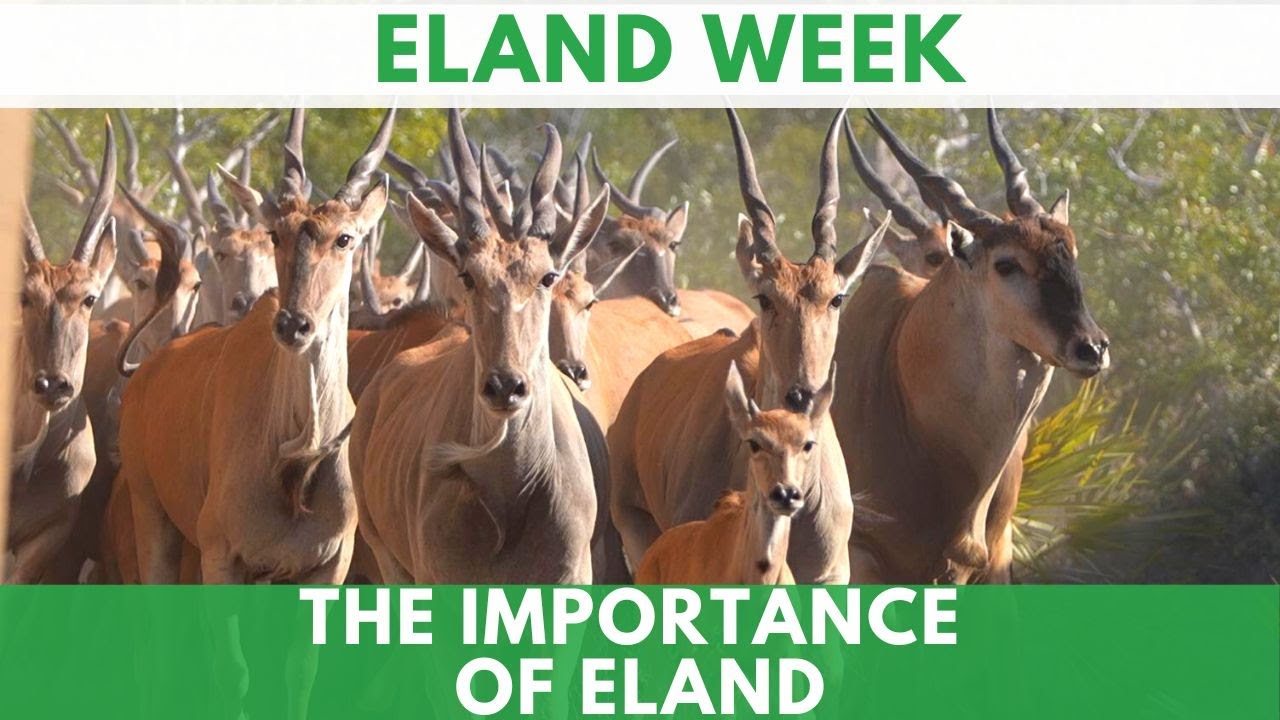 The Return Of Eland In Zinave