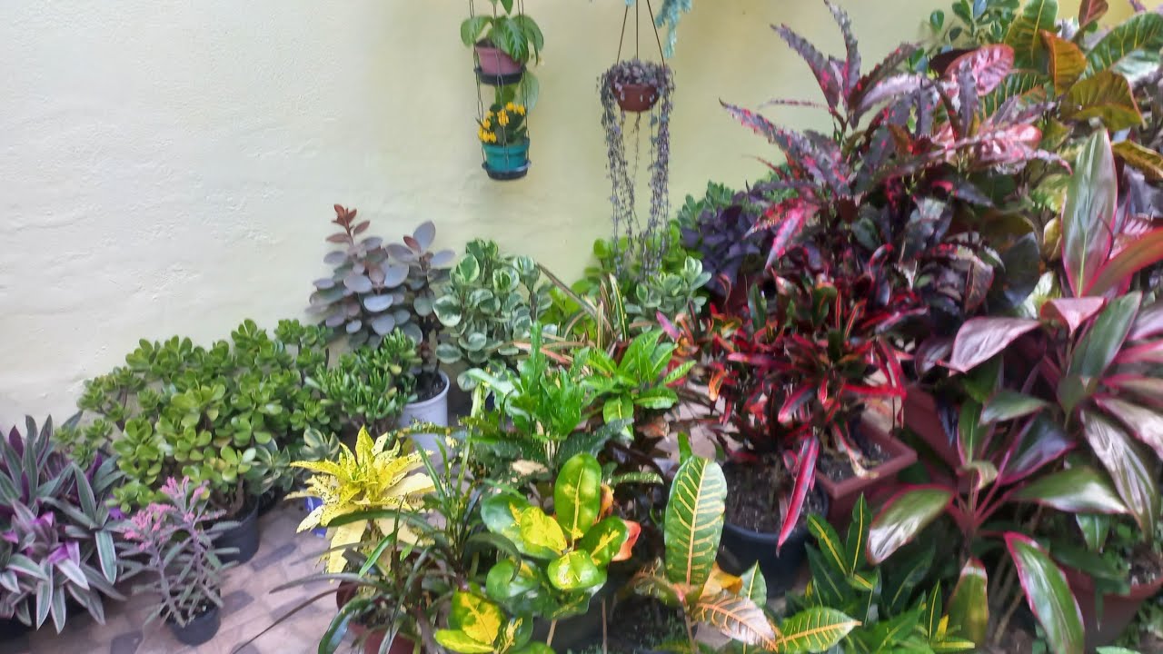 Meu Jardim em vasos bem colorido.  Plantas de sol pleno e meia sombra. 