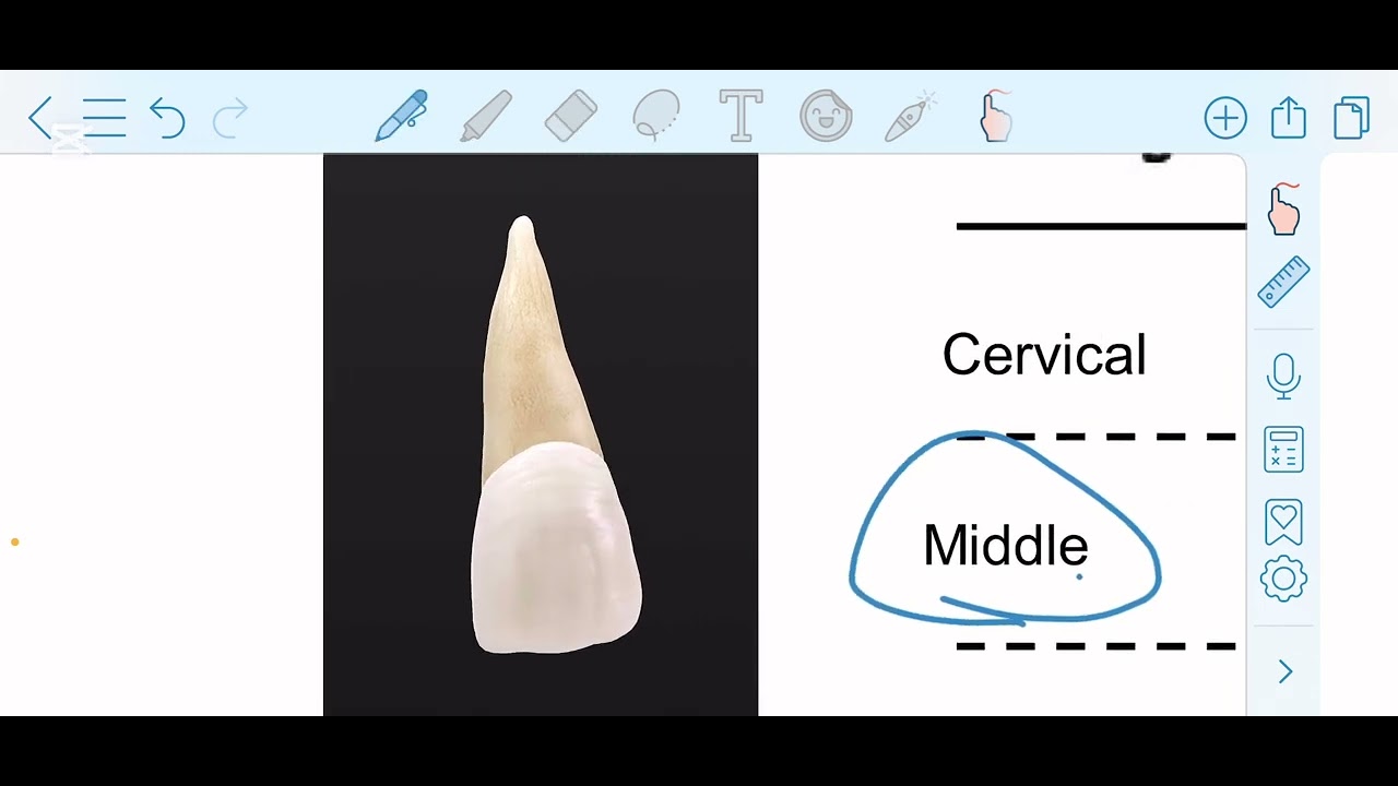 المحاضرة الثانية DENTAL ANATOMY 