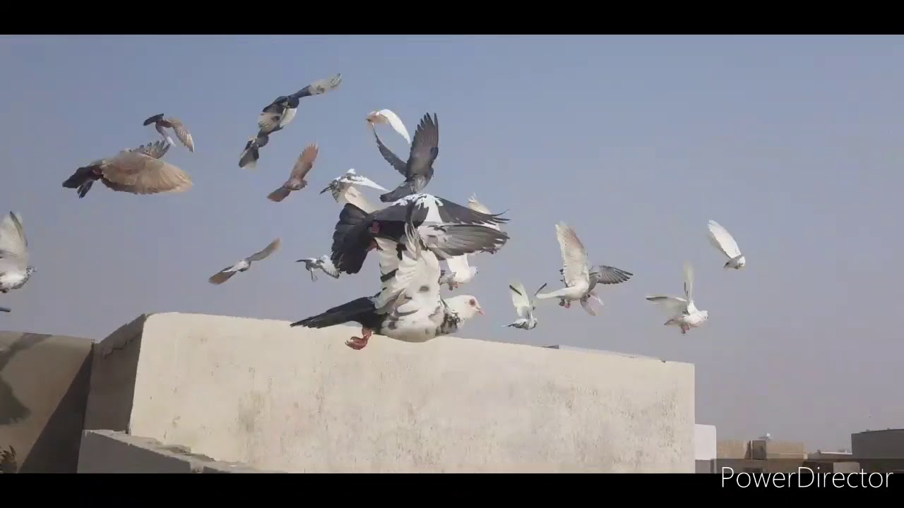 Aaj Ek VIP kabutar Pakda Hai shouk mein