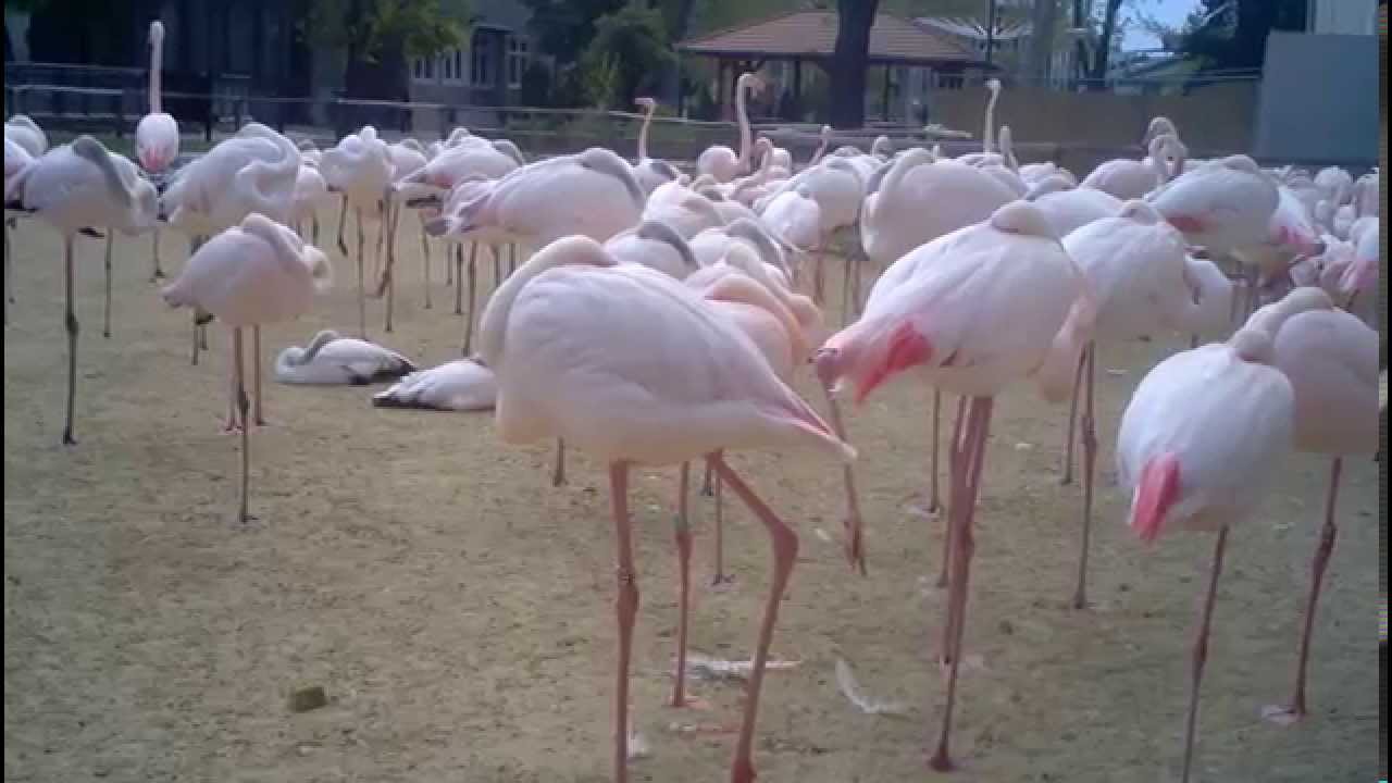 Flamingo activity at Budapest Zoo