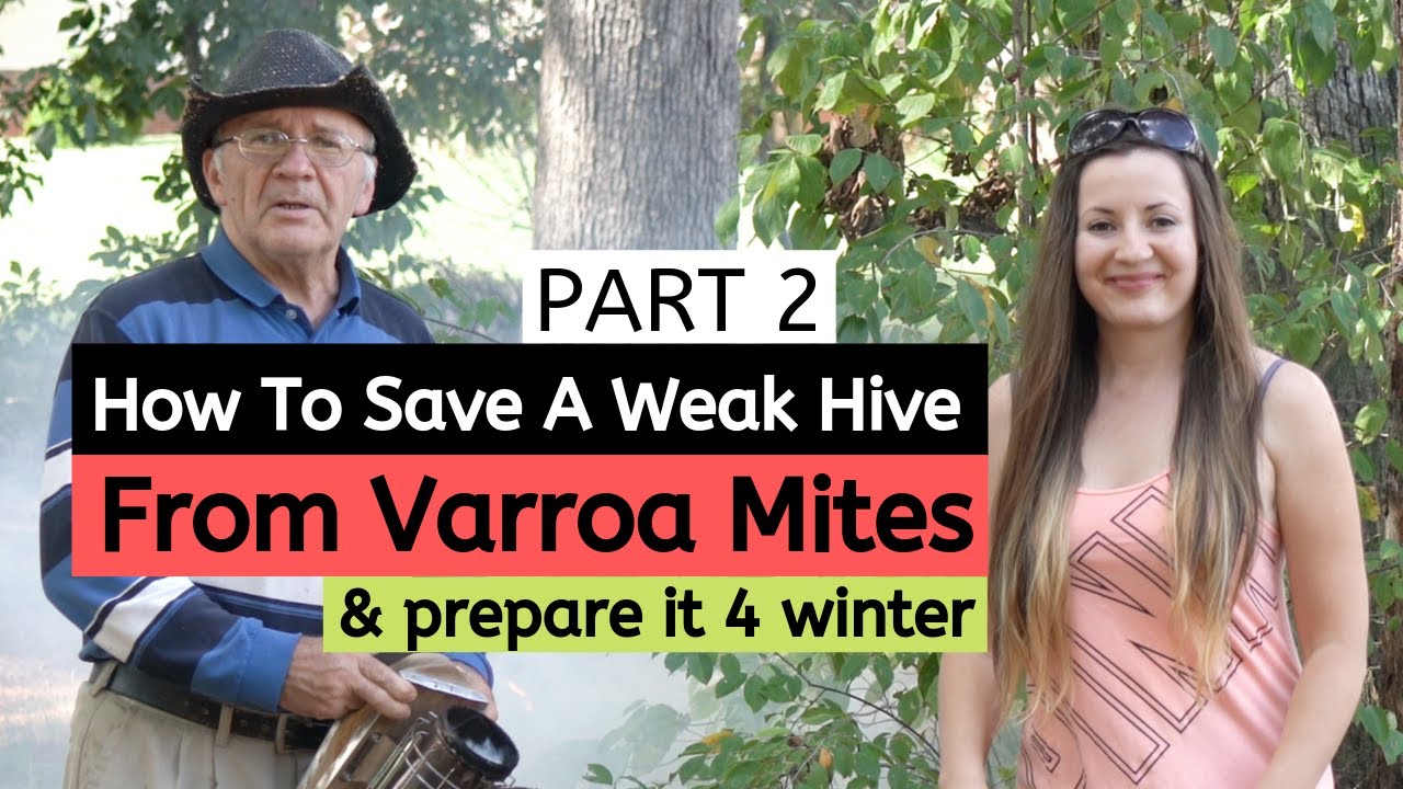Beekeeping For Beginners - How To Save a Weak Hive From Varroa Mites (PART 2)
