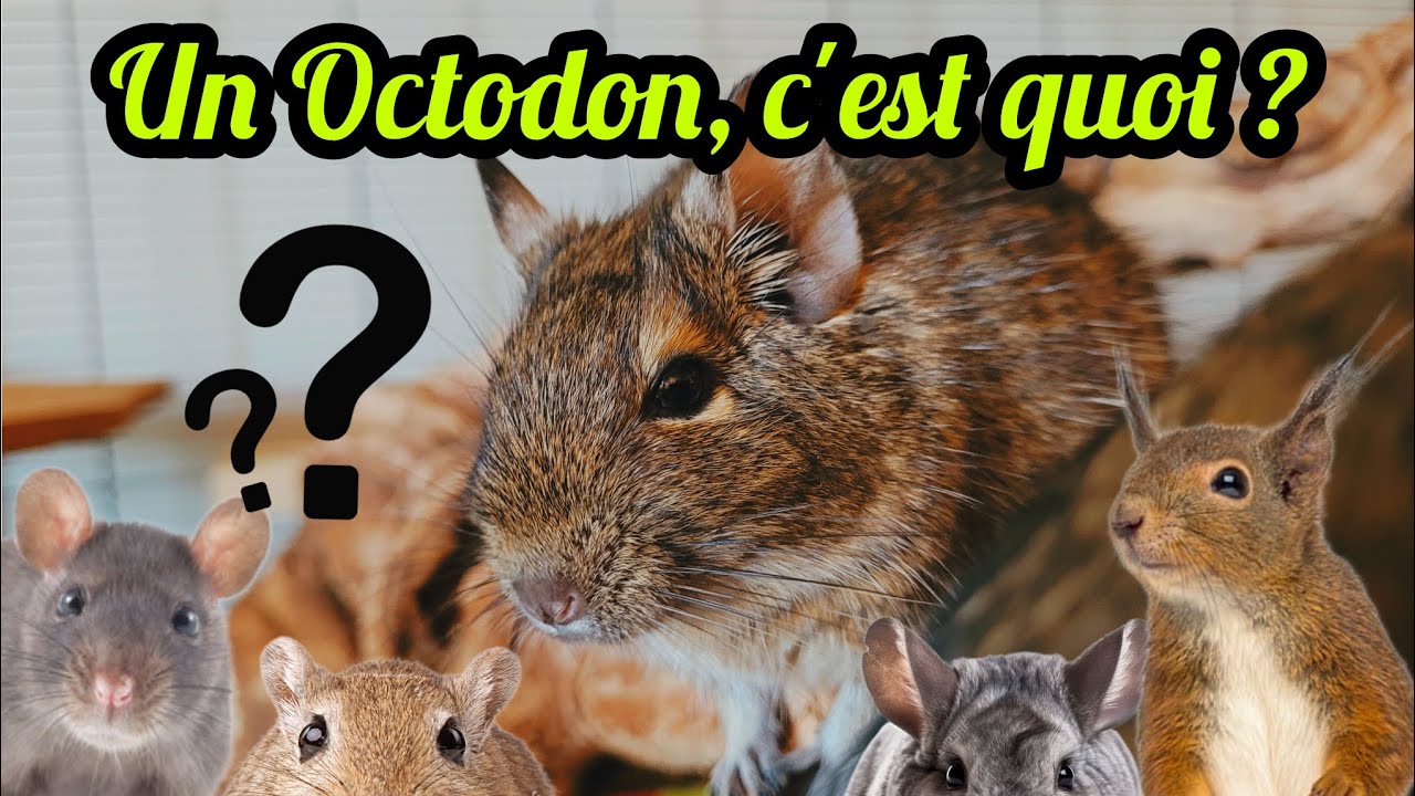 Un Octodon, c'est quoi ?