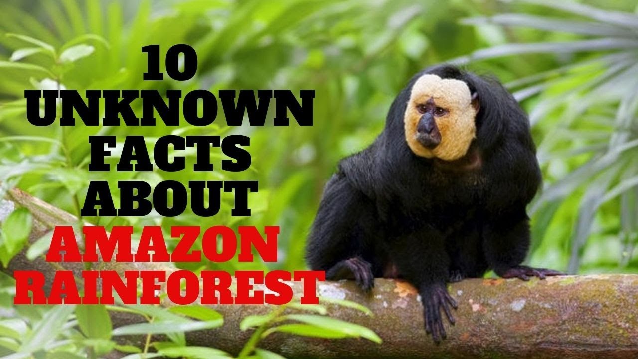 10 Unknown Facts about The Amazon Rainforest | அமேசான் மழைக்காடு