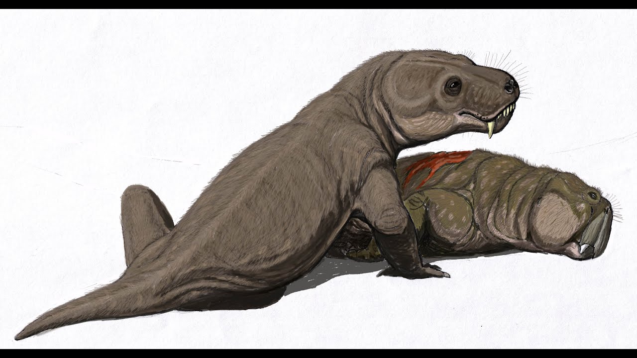 Therocephalians: Beast Headed Proto-Mammals