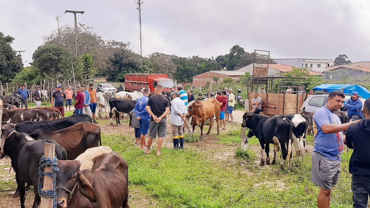 FEIRA DO GADO IBIAPINA CEARÁ 22/02/26