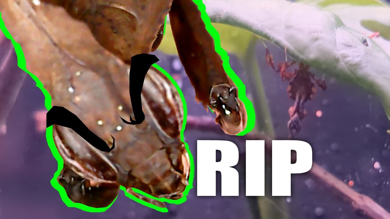 KANNIBALISMUS!! Oh nein! - Phyllocrania paradoxa (Geistermantis, Gesellschaftshaltung)