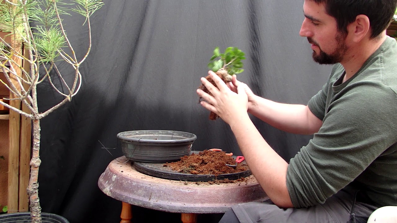 ficus ginseng como hacerlo bonsai - parte 1