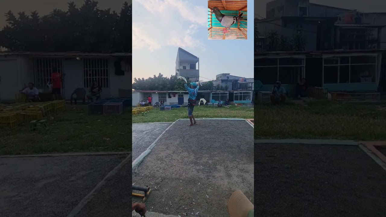 Tomprang Bedenk sky, kd tosca chelsea vs kd hijau #merpati #pigeon #tomprang #fyp