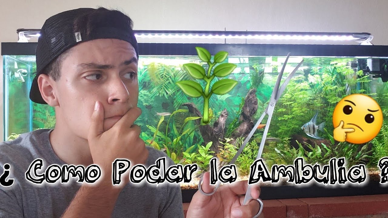 ¿ Como podar y plantar ambulia ?🤔🌿✂️