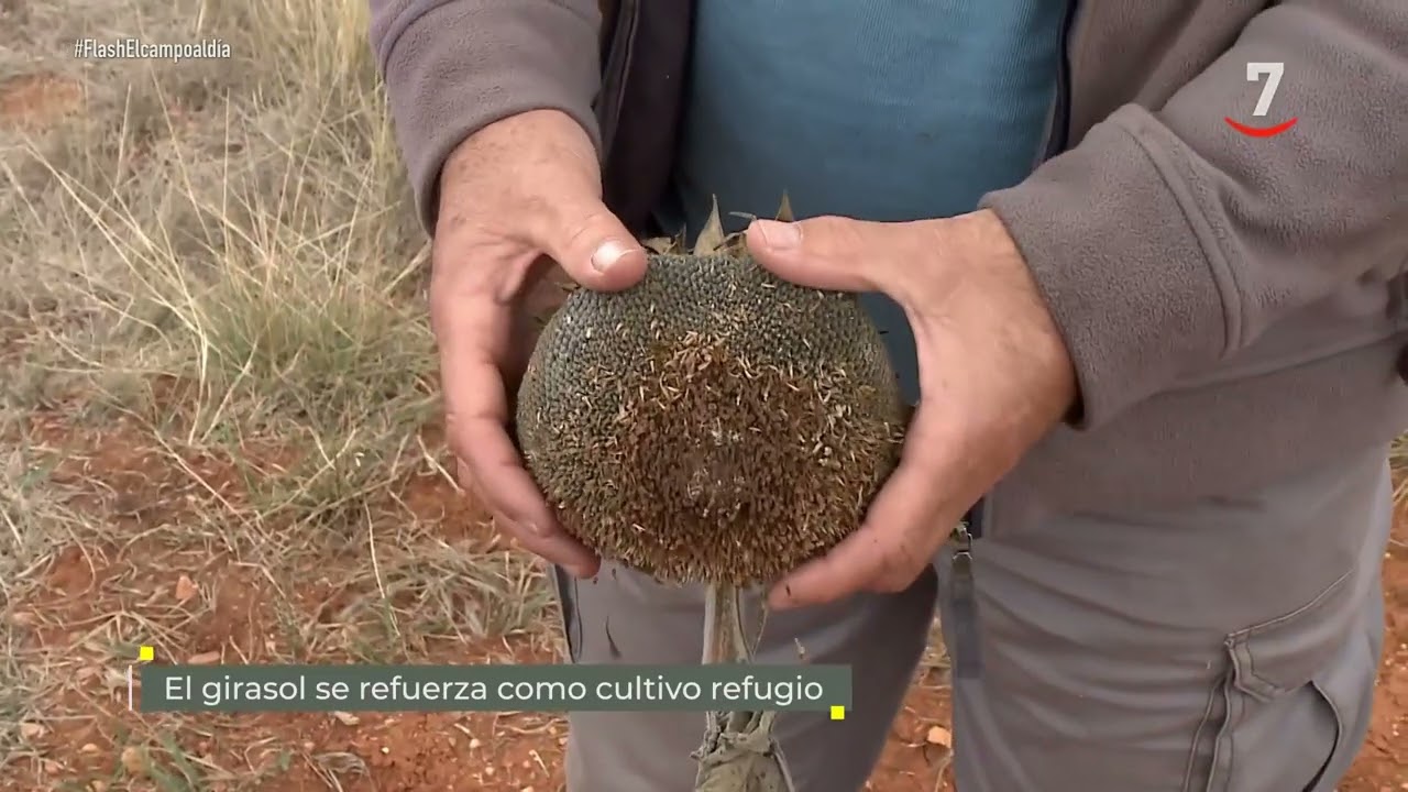 Flash El campo al día (18/02/20026): El girasol se refuerza como cultivo refugio