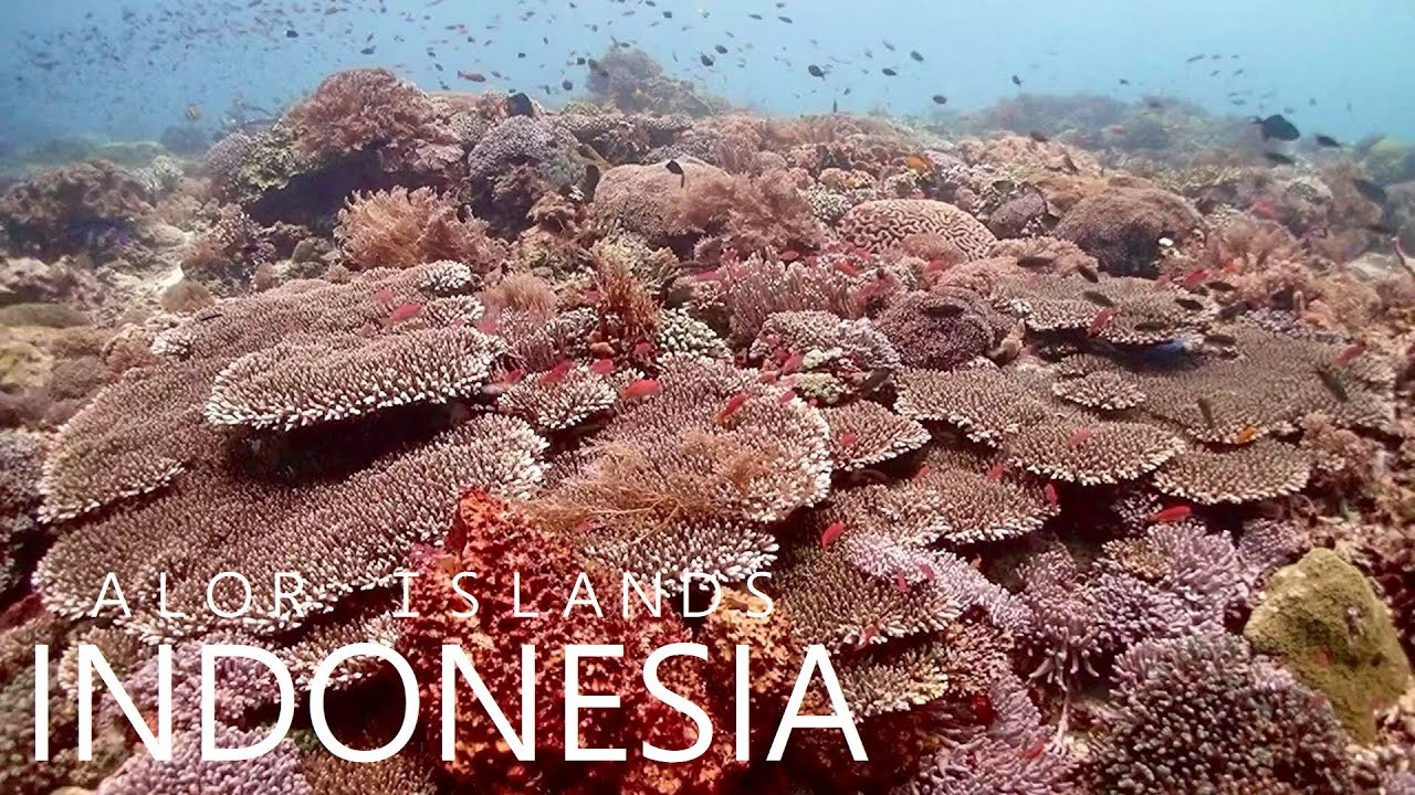 Scuba Diving - Alor Islands | Lazy Turtle Dive 2023【阿洛群島】