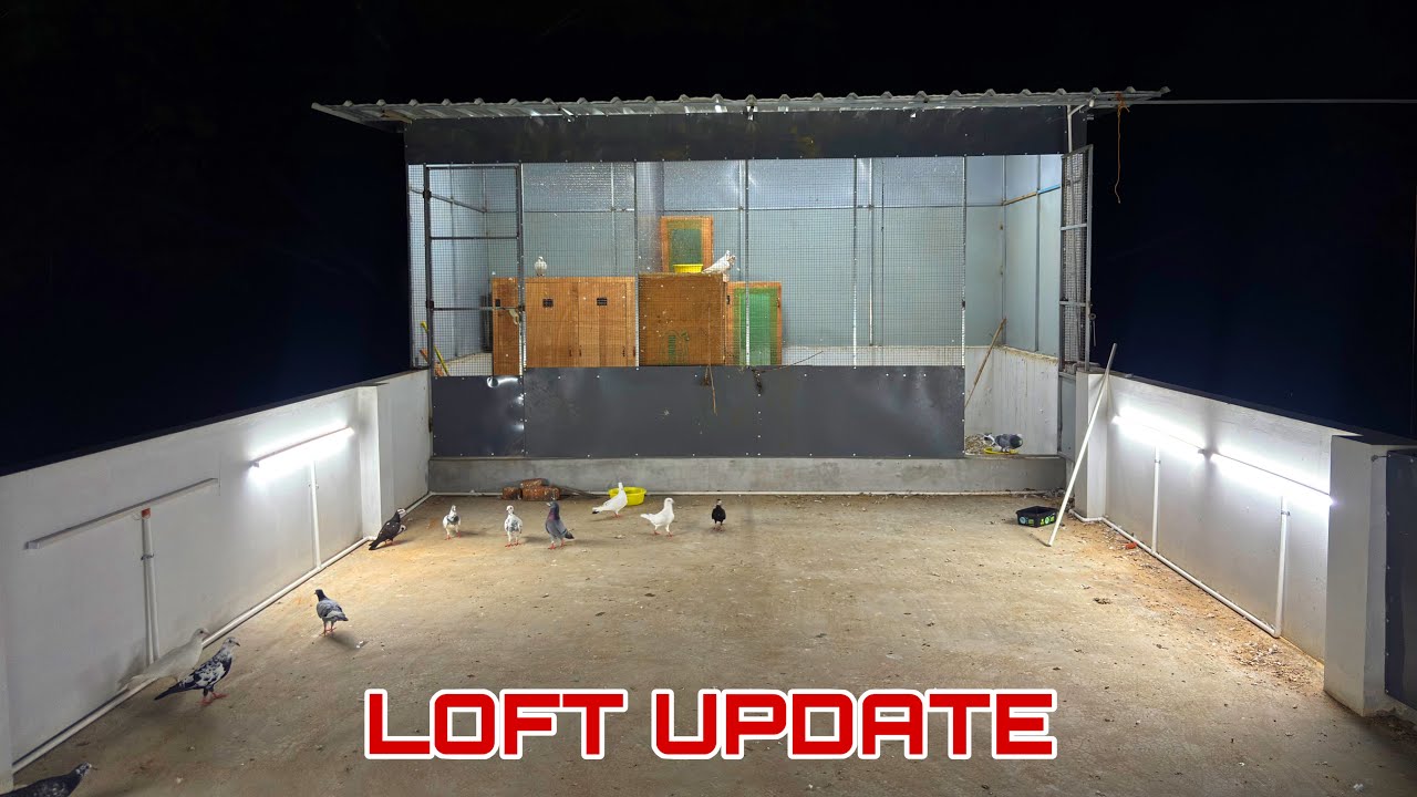 FLYING LOFT UPDATE | HIGH FLYERS WORLD | #pigeonsale #trainingadvice #pigeon 
