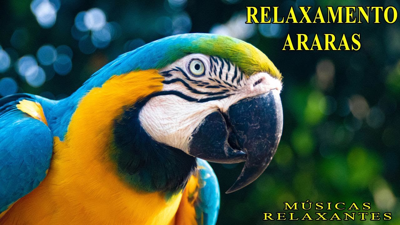 Araras - Uma Dádiva da Natureza - Música Relaxante