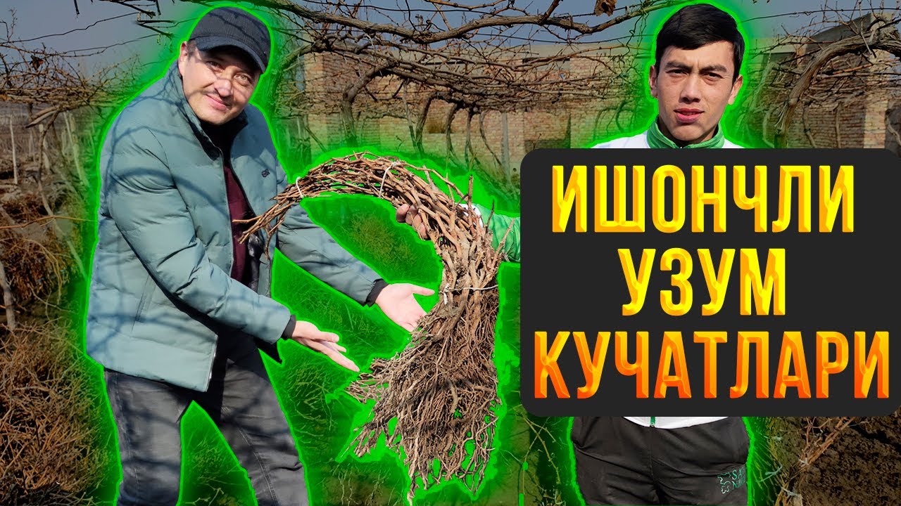 1 Yoshlik Uzum koʻchatlari. Sifatli, Ishonchli 8 xildan ortiq Uzum navlari mavjud.