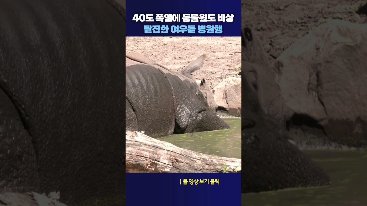 폭염 속 지친 동물들 #shorts