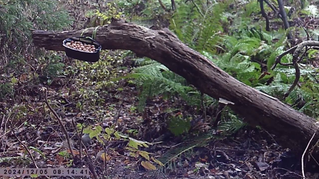 Japanese Squirrel Relocates Cached Walnuts One after Another in Early Winter