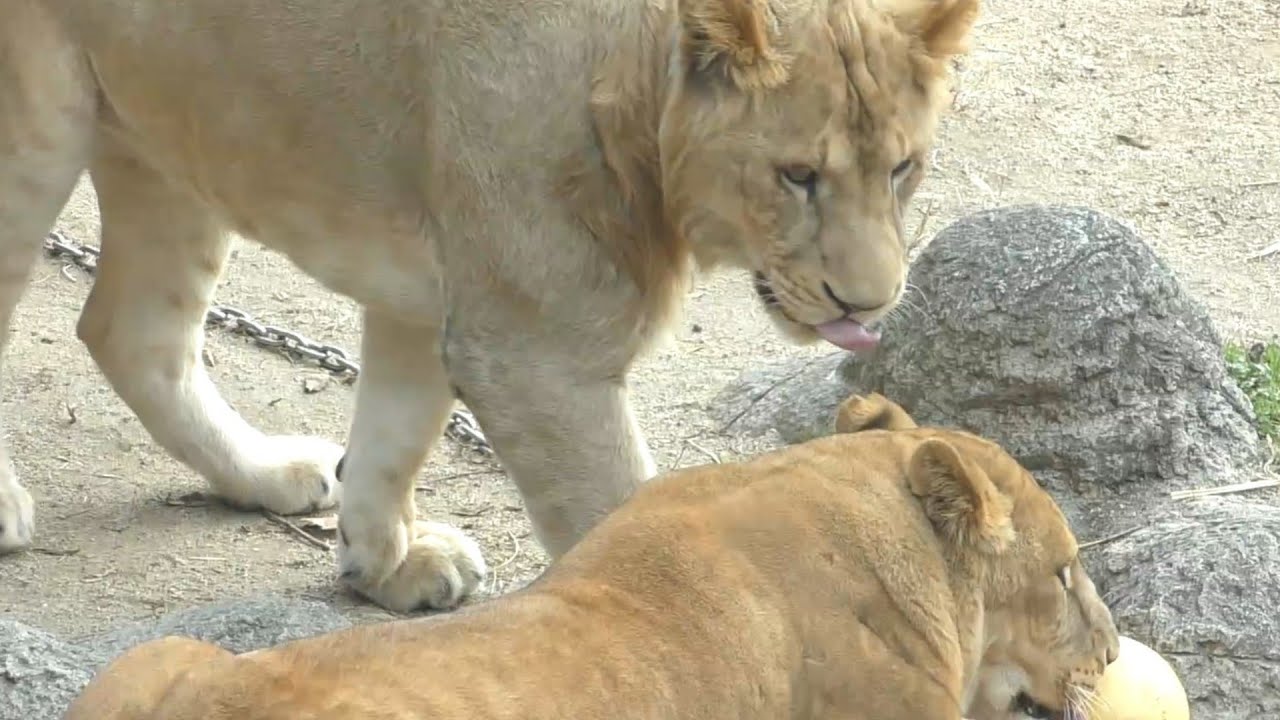 甘えん坊つくし君！まだまだリリ花に甘えていたい♪とべ動物園にて