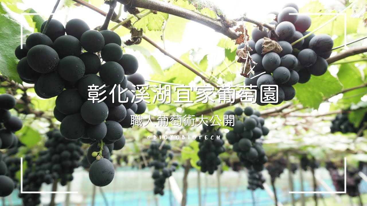 不是奇蹟，是管理：職人葡萄術大公開