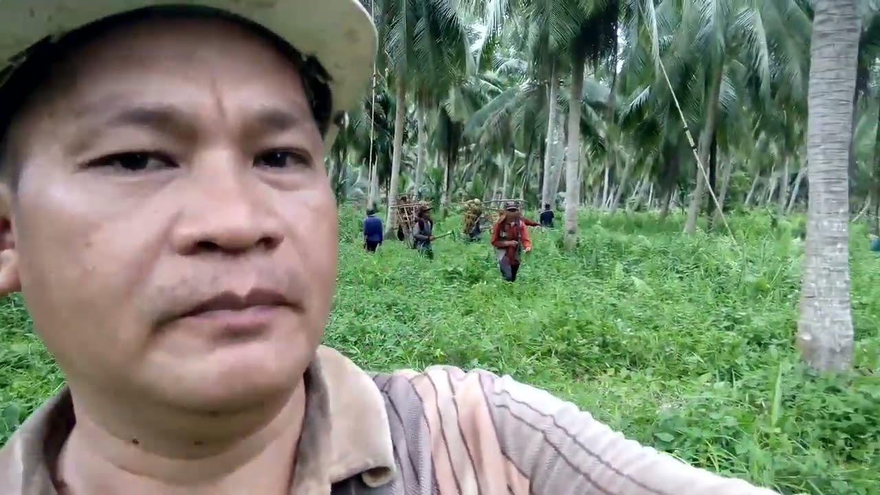 Luar Biasa !! Cara Panen Kelapa 10 X Lebih Cepat Dari Pada Beruk !! Sungai Guntung INHIL