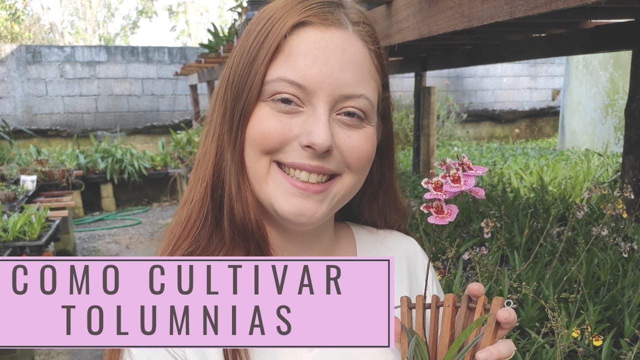 COMO CULTIVAR TOLUMNIAS | DICAS E CURIOSIDADES SOBRE A ONCIDIUM EQUITANTE