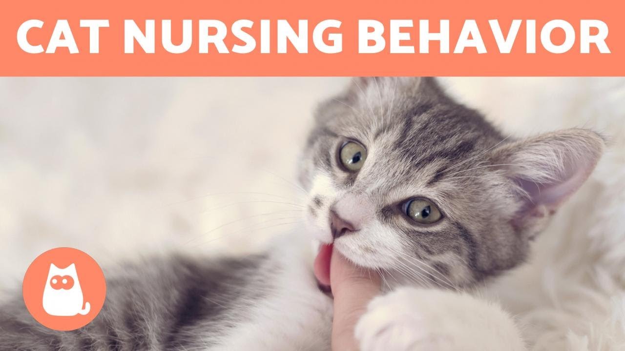 Why is My CAT Still SUCKLING? 🐱 (4 Reasons for Nursing Behavior)