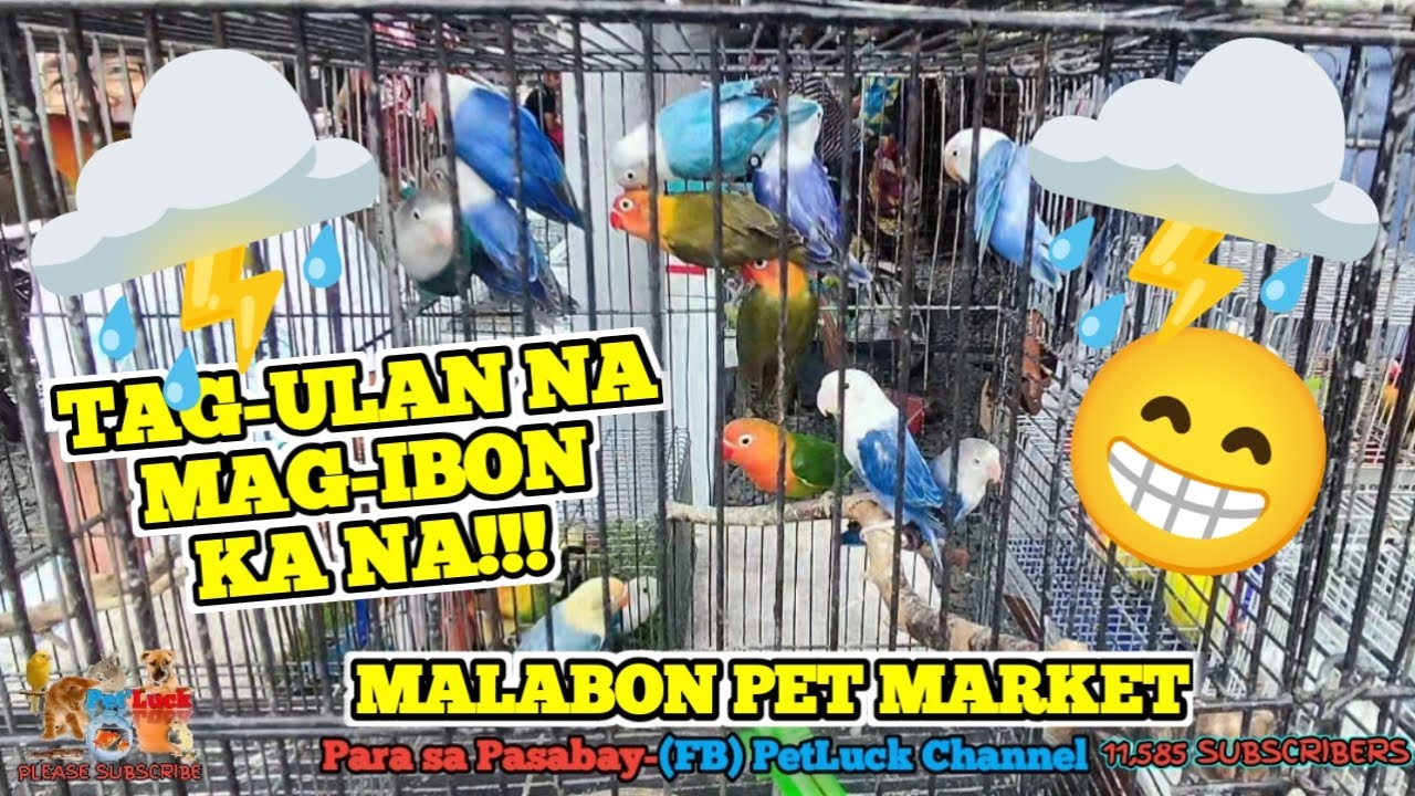 MGA LOVEBIRDS SA MALABON SULIT NA SULIT KAHIT UMAAMBON
