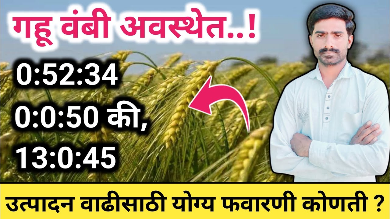 गहू उत्पादन वाढीसाठी योग्य फवारणी कोणती ?/ गहू खत व्यवस्थापन / गहू दुसरी फवारणी / गहू तिसरी फवारणी
