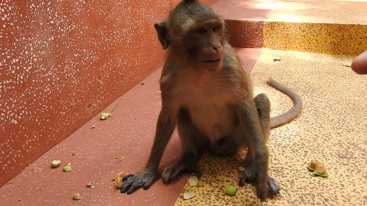 Monkey Asia great really fun together Monkey & Monkey