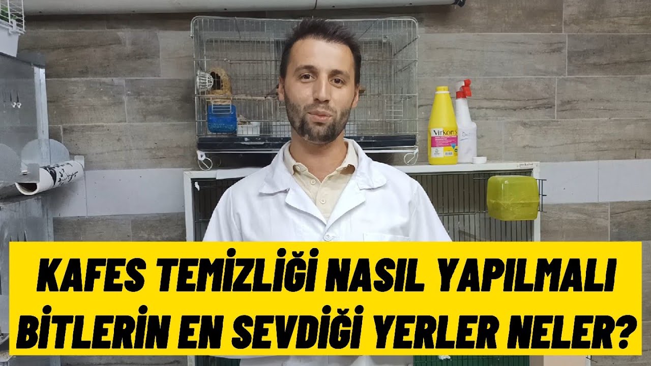 KAFES GENEL TEMİZLİĞİ NASIL YAPILMALI ? Kafes dezenfekte nasıl yapılır ? Bitlerin en sevdiği yerler
