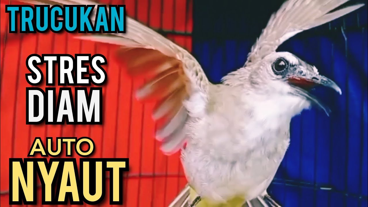 TRUCUKAN BISU TRUCUK STRES TRUCUK BAHAN AGAR BUNYI GACOR PUTARKAN PANCINGAN INI PASTI NYAUT GACOR