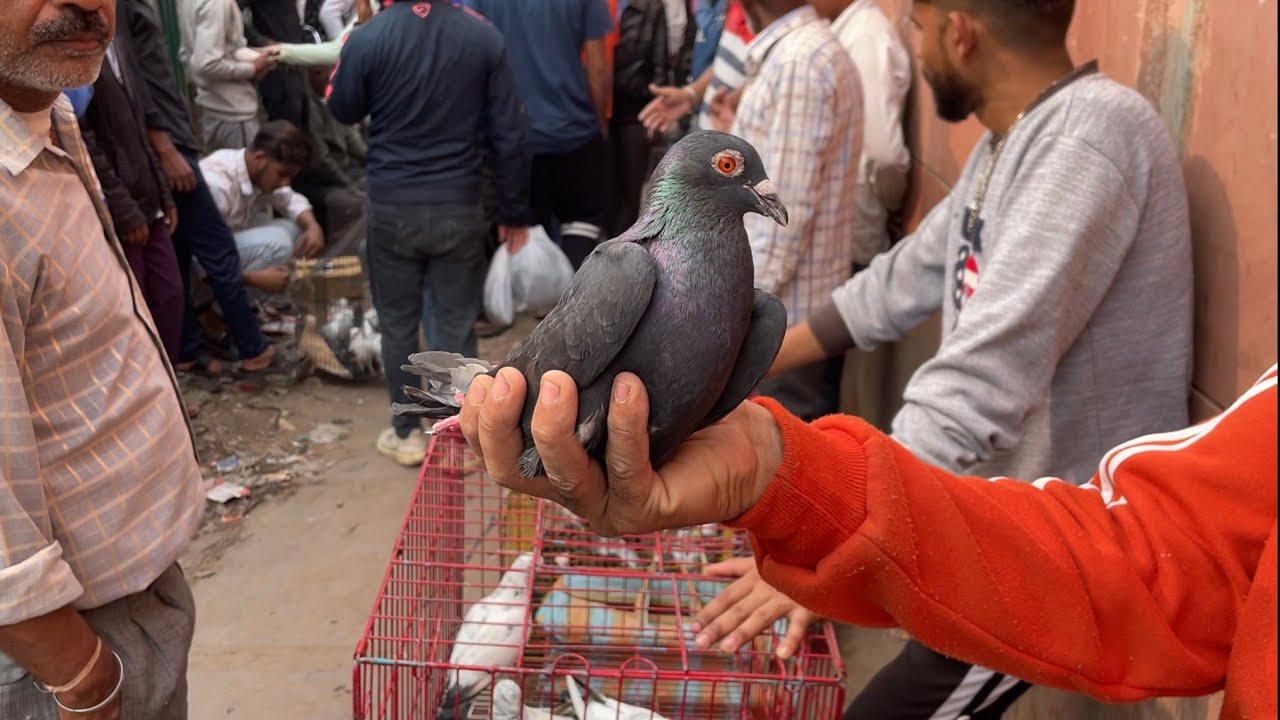 jama masjid kabootar market delhi 19/11/2023 kabutar market Delhi white pigeons