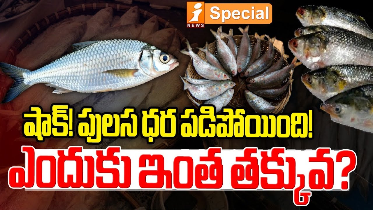 Godavari Special Pulasa Fish | Pulasa Fish Cost | షాక్! పులస ధర పడిపోయింది! | iSpecial