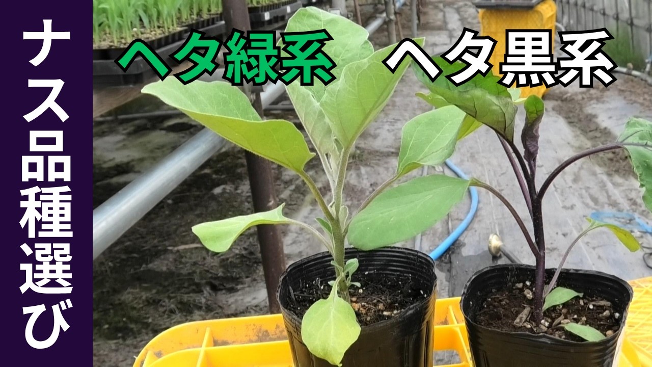 長ナスと丸ナス、初心者に向いているのはどっち？実は「ヘタ」の色で変わります（2026.4.15）