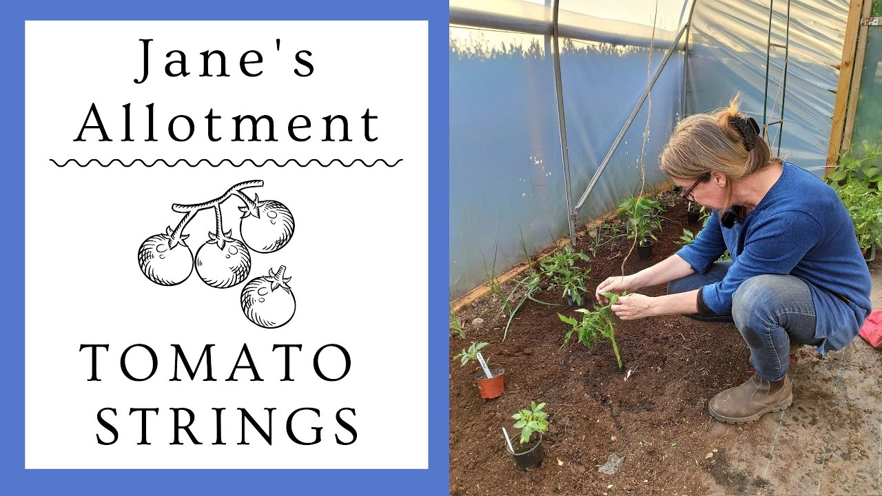 HOW I SUPPORT MY TOMATOES - using string and sticks!