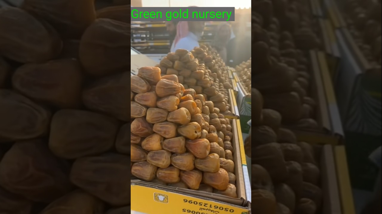 Arabian dates farming and harvesting. (#satisfying )( #gardening )( #harvesting )( #date ).