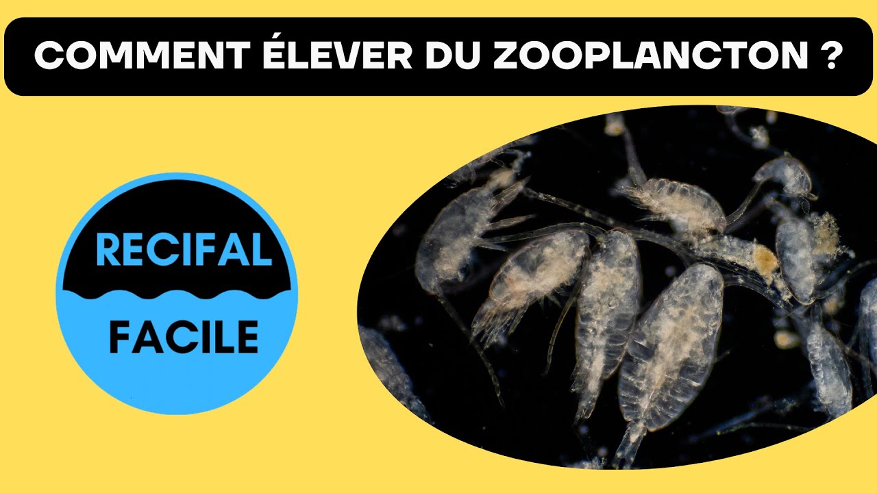 Comment élever du Zooplancton ?