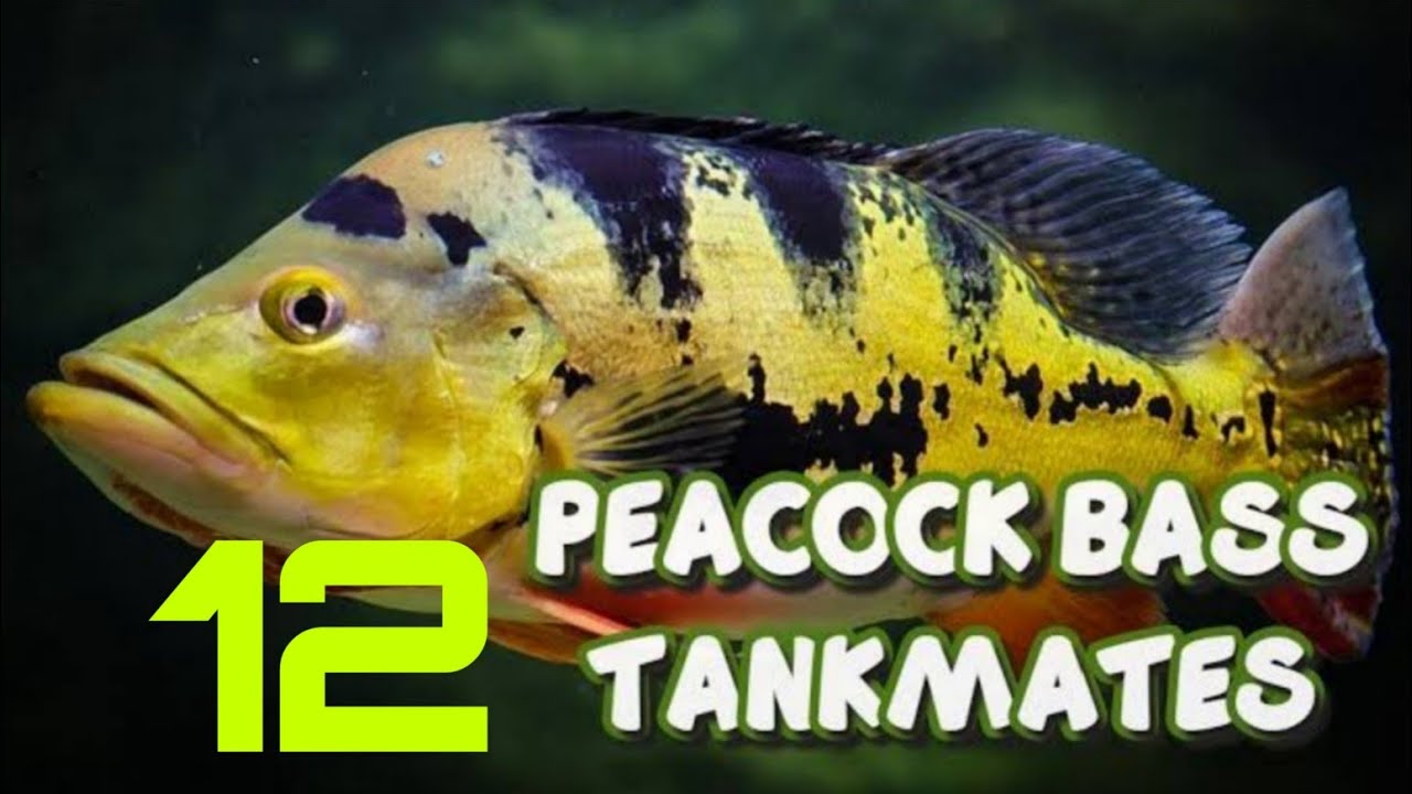 12 most suitable tankmates for peacock bass fish | Peacock bass tank mates