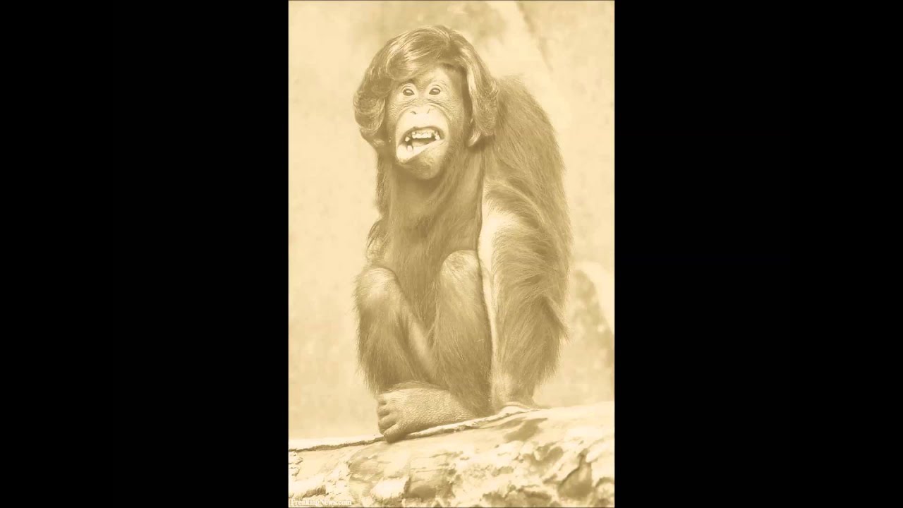 Monkeyshop -  Monkey Baroque