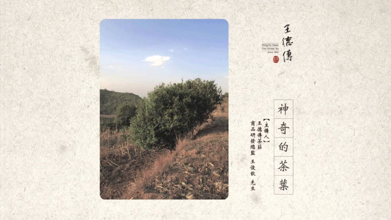 《王德傳茶莊 線上茶輕知》第三集 神奇的茶葉