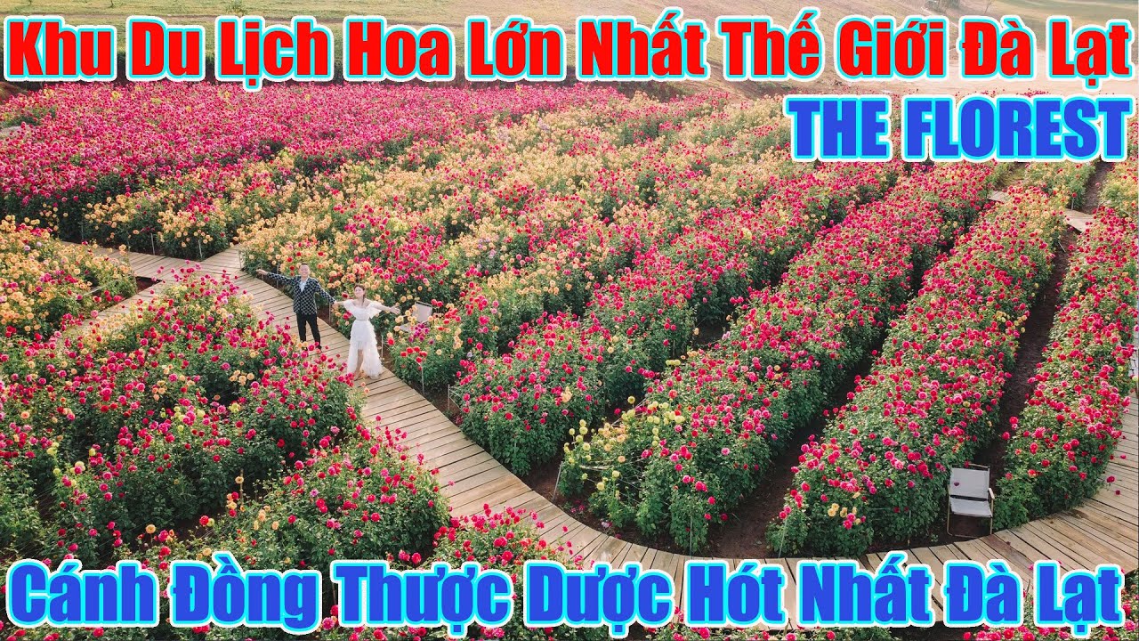 Khu Du Lịch Hoa Lớn Nhất Đ&agrave; Lạt, C&aacute;nh Đồng Hoa D&agrave;i Bất Tận