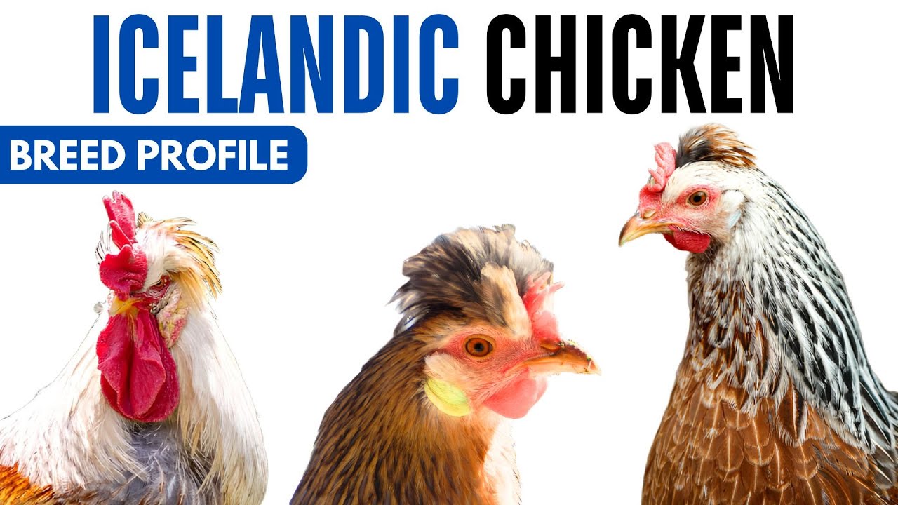 Icelandic Chicken Breed Profile History Health Issues - Icelandic Chicken Egg Ratio Lifespan