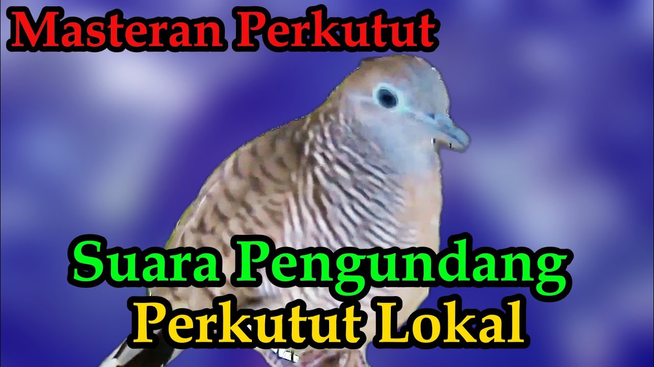 Perkutut Lokal Gacor Pancingan Ampuh#Perkututlokalgacor#kutut#perkututbangkok#masteranperkutut